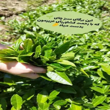 تولید کننده چای با کیفیت بالا و طعم عالی، ارائه دهنده انواع چای طبیعی و ارگانیک برای عاشقان چای. خرید چای تازه و مرغوب از تولید کننده معتبر چای.